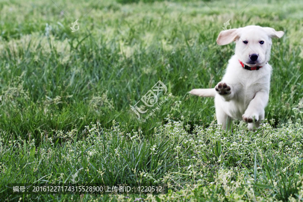 英語奶油拉布拉多獵犬-金毛獵犬