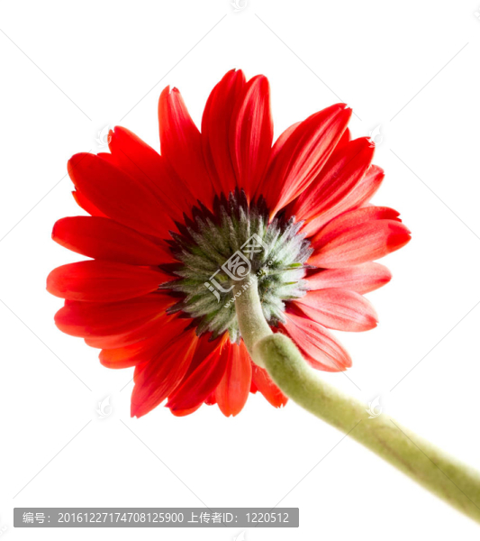 非洲菊
