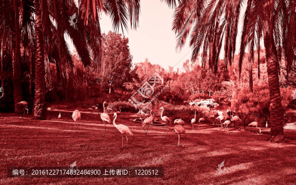粉紅色的火烈鳥