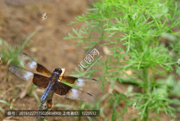 一個(gè)成年男性的寡婦撇渣器（Libellula,luctuosa）蜻蜓上休息你的文本里堅(jiān)持。