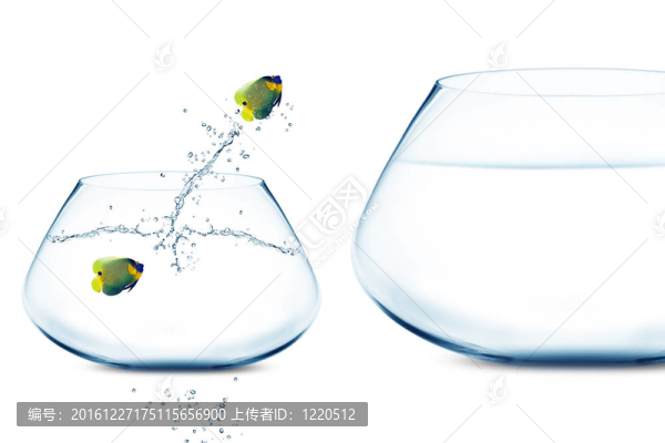 在小魚缸看金魚跳進大魚缸anglefish