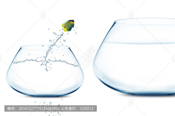 anglefish跳進(jìn)大魚缸