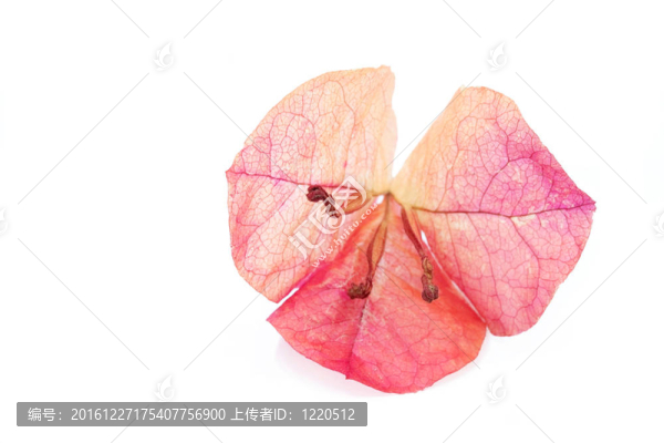 三角梅