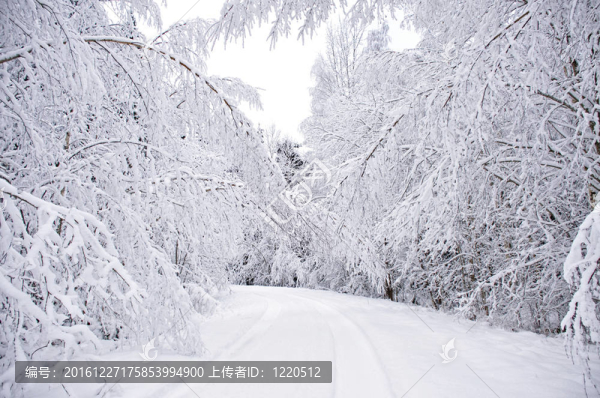 樹(shù)上的積雪