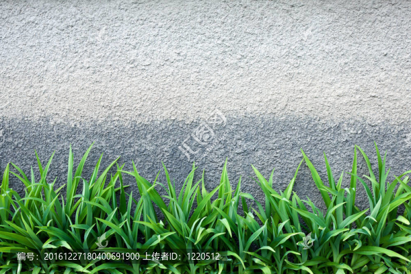 綠草貼墻