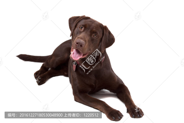 巧克力拉布拉多犬在白色背景