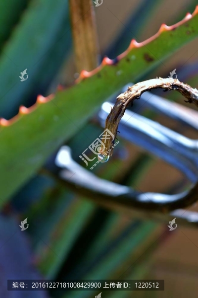 對蘆薈的雨滴