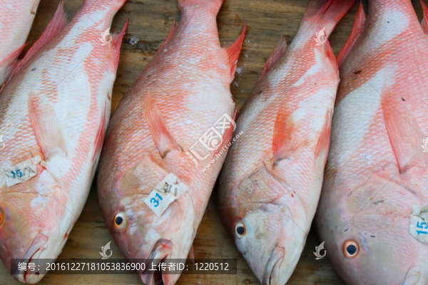 新鮮的魚
