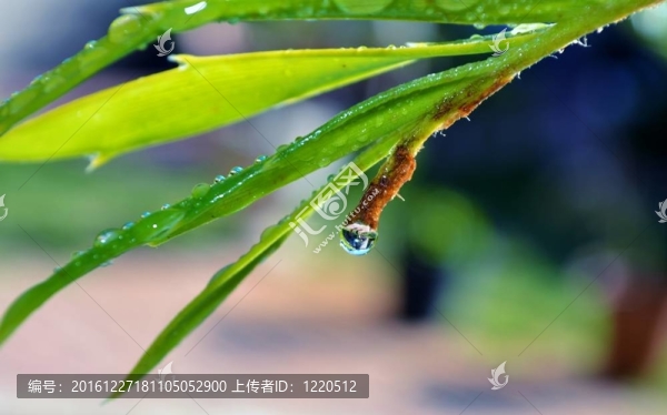 卡魯蘇鐵E果薺