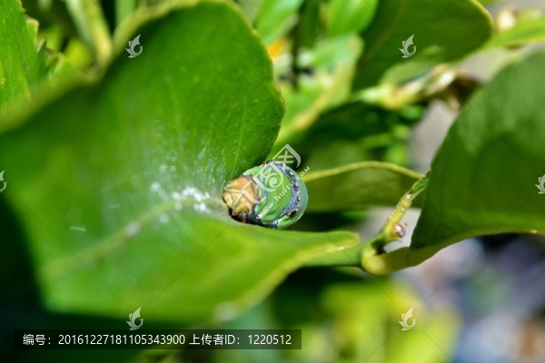 綠色的大卡特彼勒