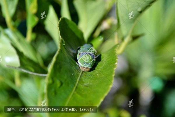 綠色的大卡特彼勒