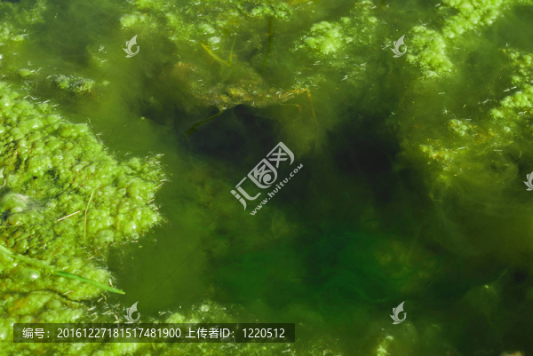 池塘藻類