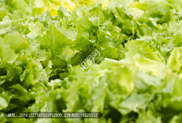 生菜
