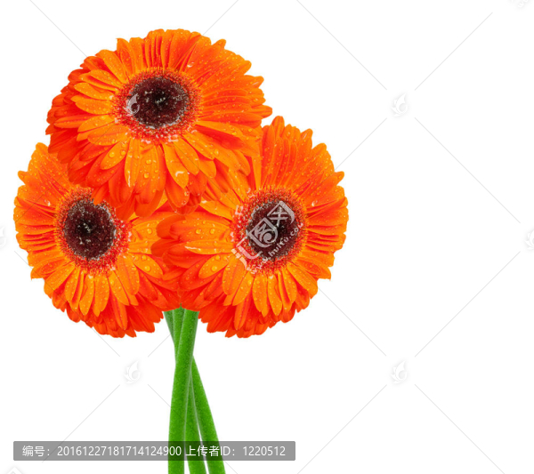 Gerber的花