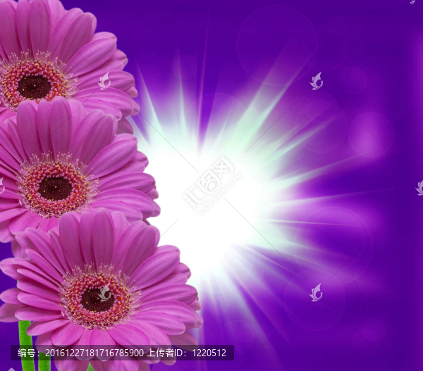Gerber的花