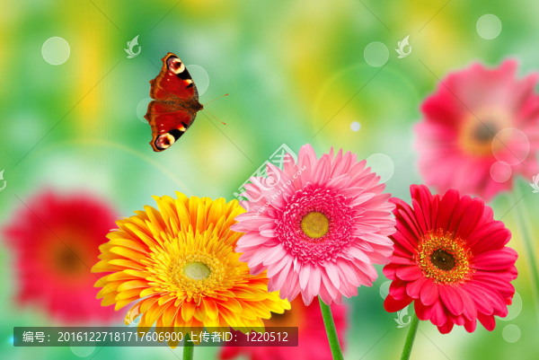 格伯的花