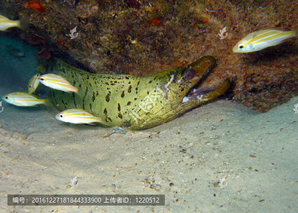現(xiàn)貨面Moray；Mabul；Borneo；馬來(lái)西亞