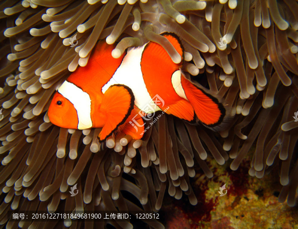 西方的小丑魚(yú)在martatua島；印度尼西亞