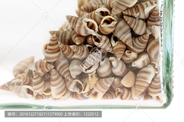 貝殼
