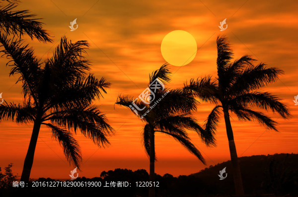 棕櫚日落