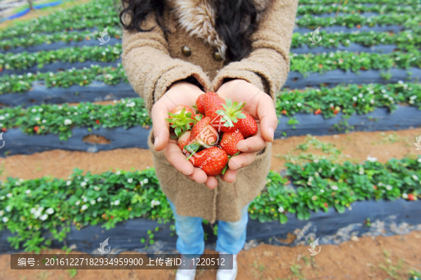 草莓躺在女性手中