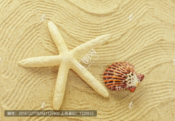 與海星海洋框架