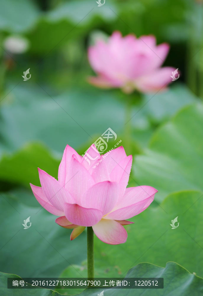 蓮花