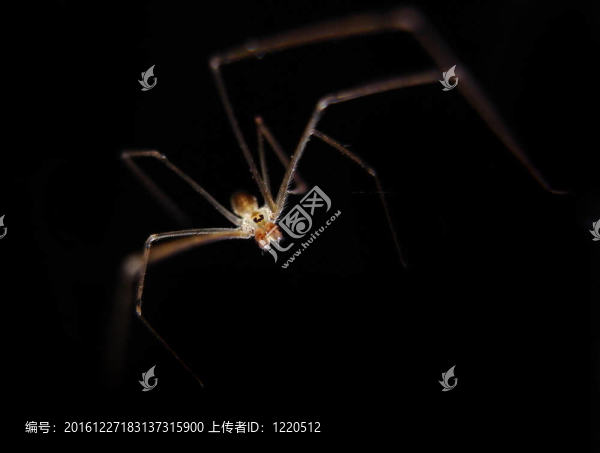 黑色背景的黑色照明蜘蛛