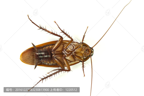 白底死蟑螂。