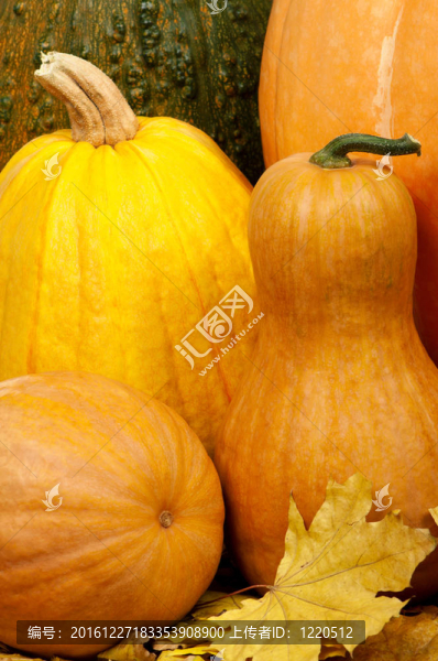 成熟的pumpkins_43（45）.jpg