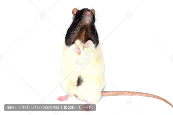 大鼠