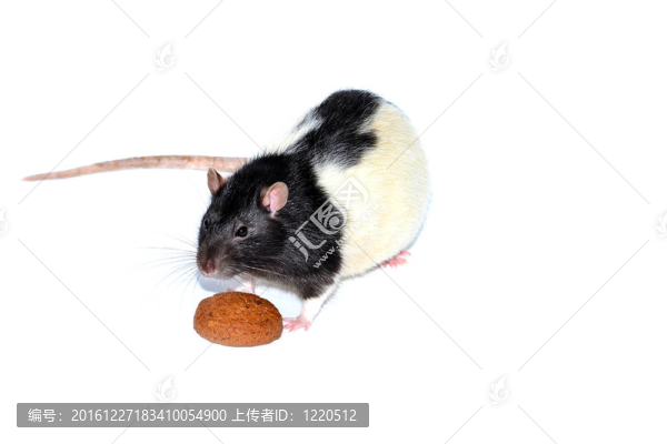 大鼠