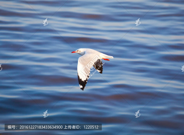 海鷗飛