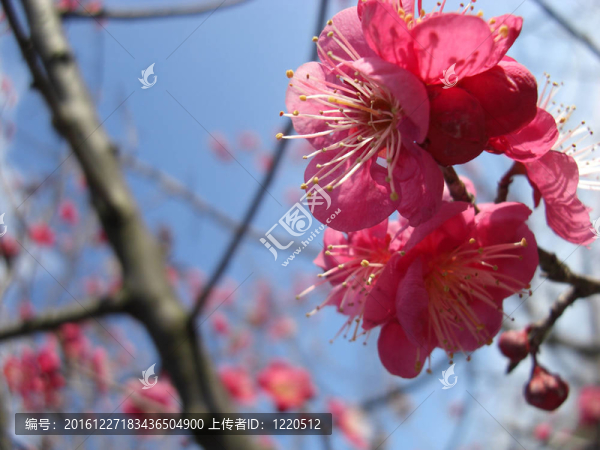 梅花