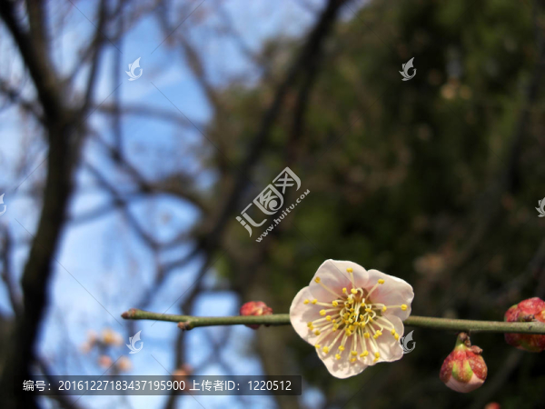 梅花