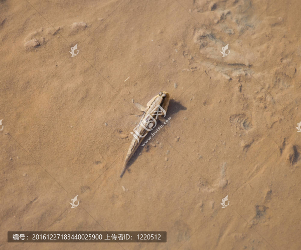 行走的魚彈涂魚