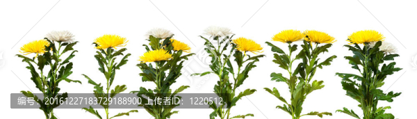 花邊框。白色隔離