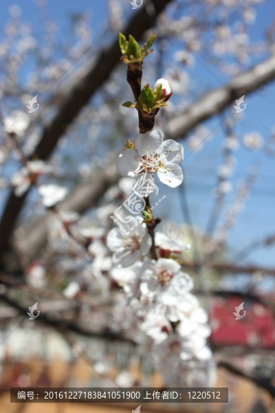 開(kāi)花的杏樹(shù)