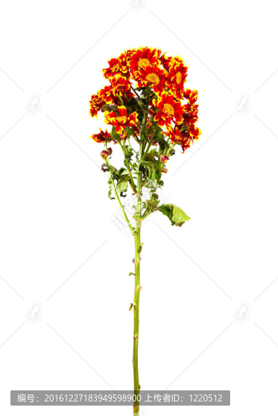 菊花。白色隔離