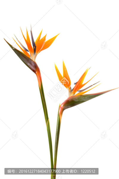 天堂鳥花（Strelitzia,reginae）白色隔離B