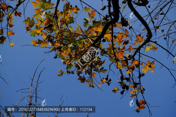 鵝掌楸樹葉