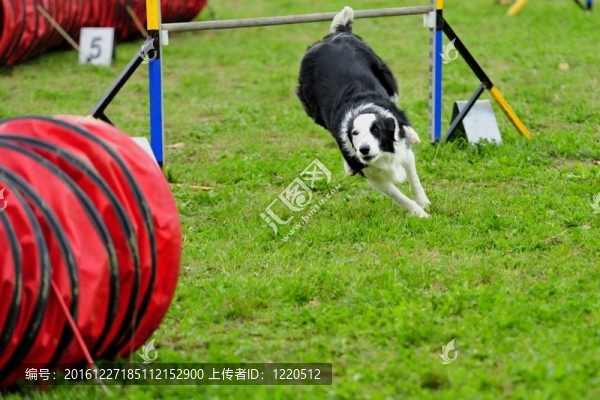在敏捷測試的邊境牧羊犬