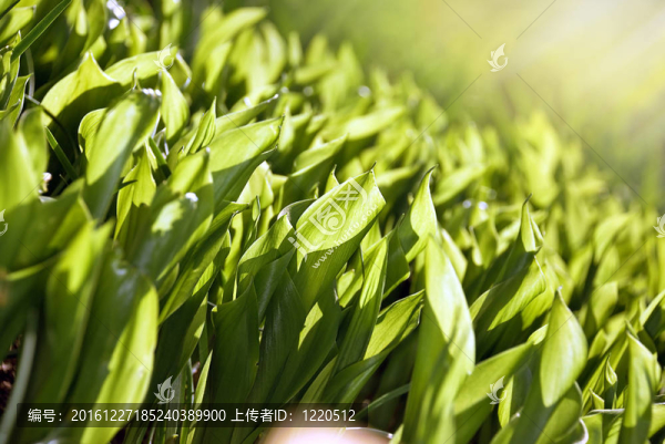 綠色的葉子