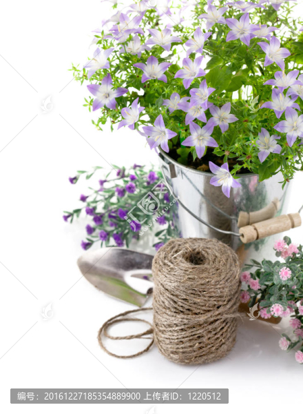 有紫羅蘭花和綠葉的花園設備