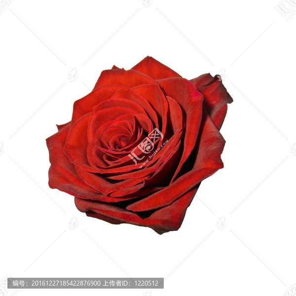 玫瑰花蕾