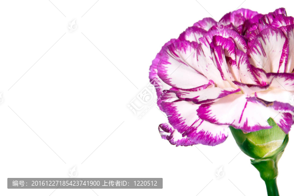 紫羅蘭花