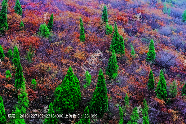 鞏義長(zhǎng)壽山紅葉,高清無(wú)噪