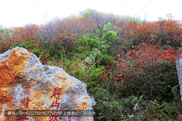 鞏義長壽山紅葉,高清無噪
