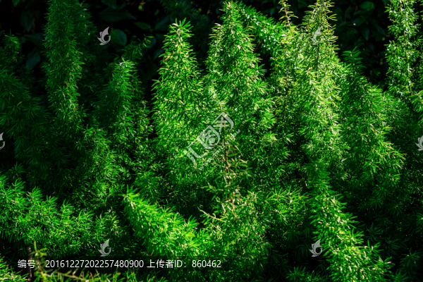 針葉草素材