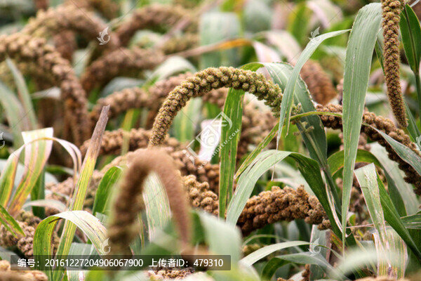 谷穗,谷子,TIF格式